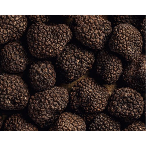 Experiência VIP: Caça às Trufas com Degustação | Truffle Hunter Italy