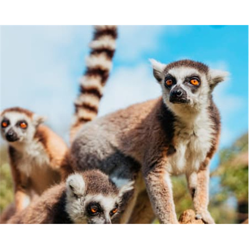 Visita VIP Tratadores + Habitats | Zoo Santo Inácio | V.N. Gaian(55 caracteres