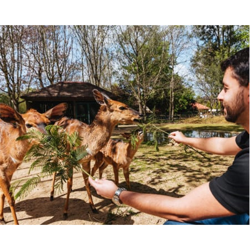 Visita VIP Zoo Santo Inácio + Habitats | V. N. Gaia | 1 Pessoa (62 caracteres)