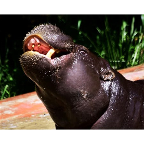 Visita VIP Zoo Santo Inácio + Habitats | V. N. Gaia | 1 Pessoa (62 caracteres)