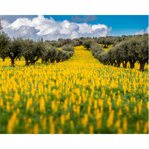 NatureHouse - Campo Maior | Simplesmente Alentejo 2 Noites