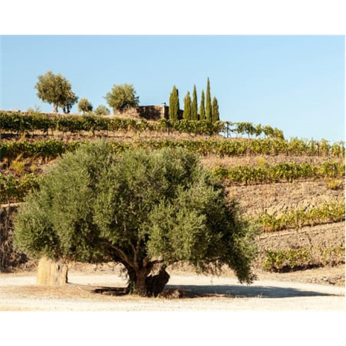 Prova de Vinhos no Douro a Dois | Vale D. Mariann(O título tem 39 caracteres)