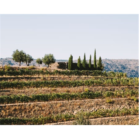 Prova de Vinhos no Douro a Dois | Vale D. Mariann(O título tem 39 caracteres)
