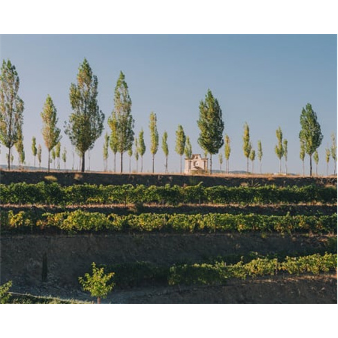 Prova de Vinhos no Douro a Dois + Harmonização PremiumnCaracteres: 52
