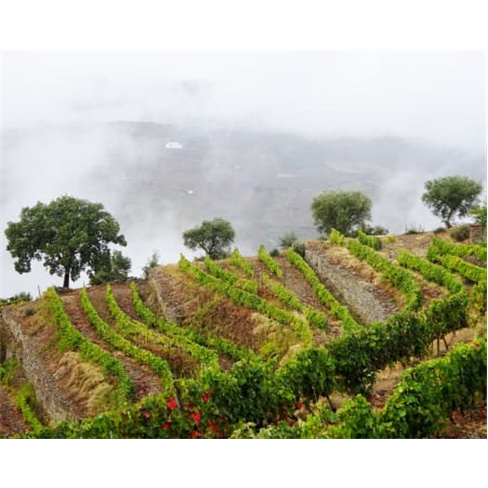 Visita e Prova de Vinhos a Dois no Douro - Quinta dos Lagares (67 caracteres)