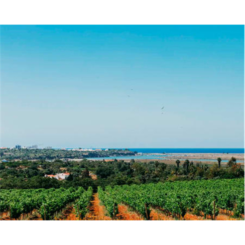 Prova de Vinhos no Algarve a Dois com Tour e Harmonização Premium - Villa Alvo