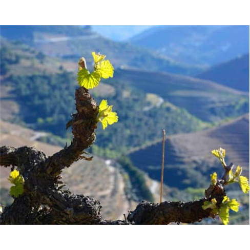 Visita e Prova de Vinhos a Dois no Douro - Quinta dos Lagares (67 caracteres)