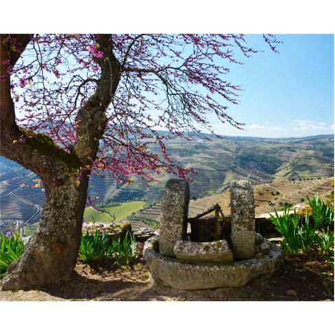 Visita e Prova de Vinhos a Dois no Douro - Quinta dos Lagares (67 caracteres)