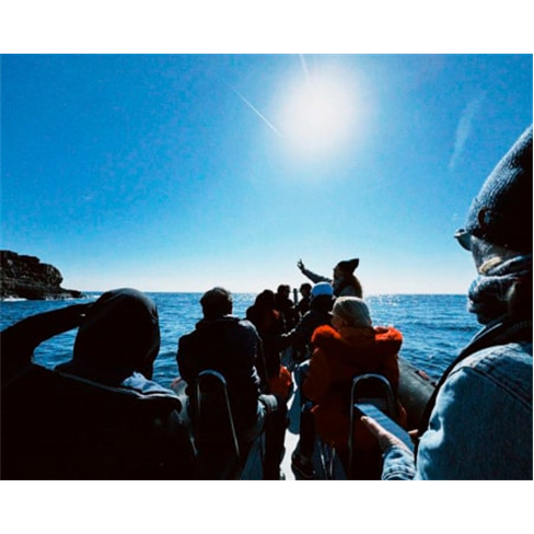Observa Golfinhos num Catamarã no Atlântico|Bilhete na Praça do Comércio.