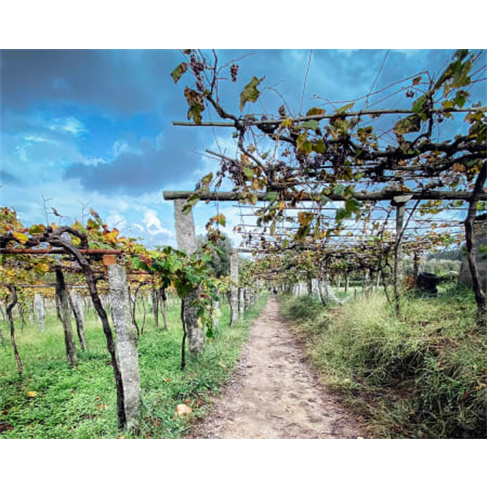 Caminhada no Centro de Portugal: Rota Alvados - Fórnea | Sem Guia
