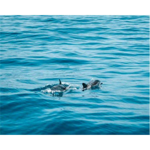 Observa Golfinhos num Catamarã no Atlântico|Bilhete na Praça do Comércio.