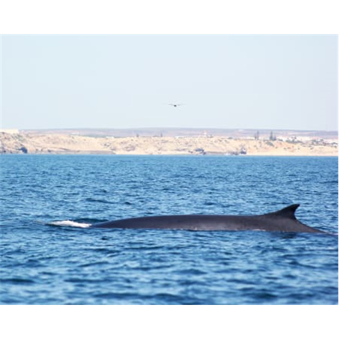 Passeio de Barco com Observação de Baleias | Cape Cruiser - Sagres