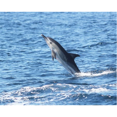 Passeio de Barco com Golfinhos e Grutas em Sagres - Adultonn(55 caracteres)