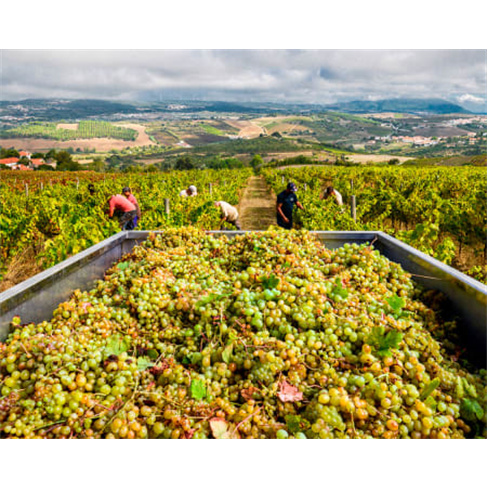 Prova de Vinhos na Quinta da Folgorosa - Torres Vedras: Degustação e Visita