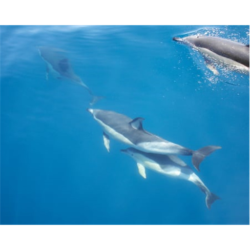 Avistamento Golfinhos em Barco | Cape Cruiser - Adulton(Total de caracteres: 43
