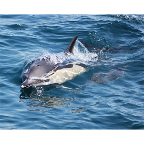 Passeio de barco com avistamento de golfinhos em Sagres | Alegria para crianças