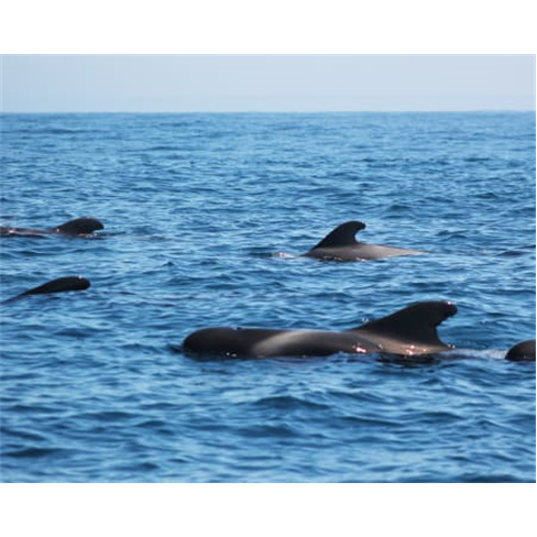 Avistamento Golfinhos em Barco | Cape Cruiser - Adulton(Total de caracteres: 43