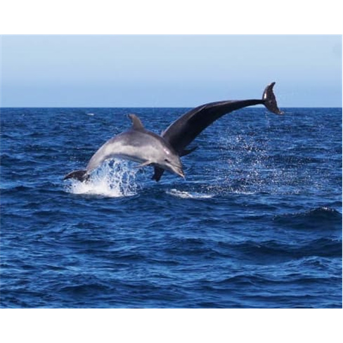 Avistamento Golfinhos em Barco | Cape Cruiser - Adulton(Total de caracteres: 43