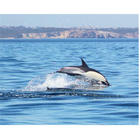 Avistamento Golfinhos em Barco | Cape Cruiser - Adulton(Total de caracteres: 43