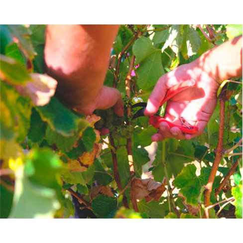 Prova de Vinhos | Quinta da Folgorosa - Torres Vedras Enólogo por um Dia