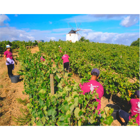 Prova de Vinhos na Quinta da Folgorosa - Torres Vedras: Degustação e Visita