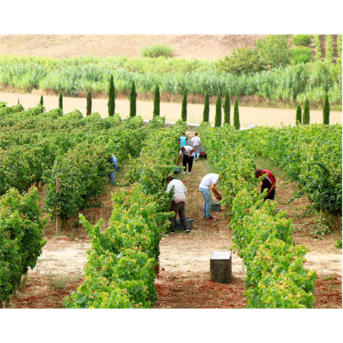 Visita à Adega e Prova de Vinhos Biológicos em Alenquer: 4 vinhos para degusta