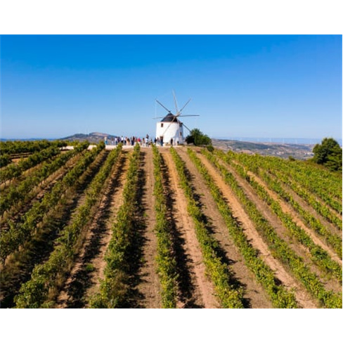 Prova de Vinhos na Quinta da Folgorosa - Torres Vedras: Degustação e Visita