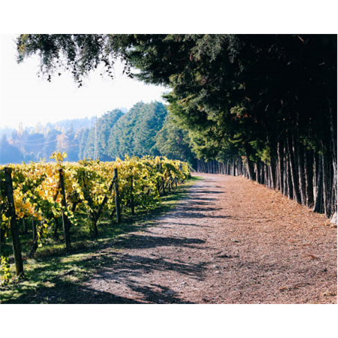 Descoberta Vinho + Casa Vilacetinho - Caminhada Guiada