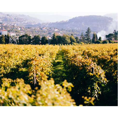 Prova de Vinho + Percurso Pedestre na Casa De Vilacetinho - Marco de Canaveses