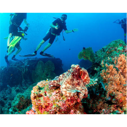 Batismo de Mergulho | Tribemar Scuba Diving - Sesimbra Batismo Mergulho | Mar