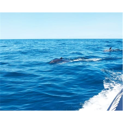 Passeio Para Ver Golfinhos | Vilamoura Water Sports CenternnCaracteres: 56