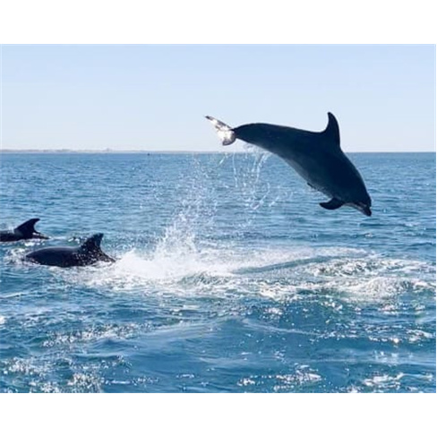 Passeio Para Ver Golfinhos | Vilamoura Water Sports CenternnCaracteres: 56