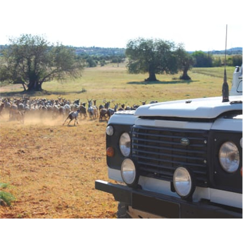 Descubra Albufeira em Safari de Jipe ao Pôr do Sol | Meio Dia | Criança