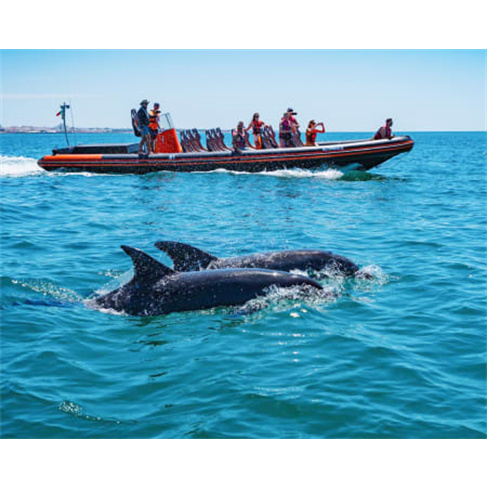Passeio Para Ver Golfinhos | Vilamoura Water Sports CenternnCaracteres: 56