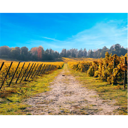 Descoberta Vinho + Casa Vilacetinho - Caminhada Guiada