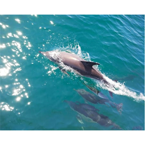 Passeio Para Ver Golfinhos | Vilamoura Water Sports CenternnCaracteres: 56