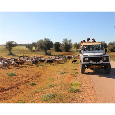 Descubra Albufeira em Safari de Jipe ao Pôr do Sol | Meio Dia | Criança