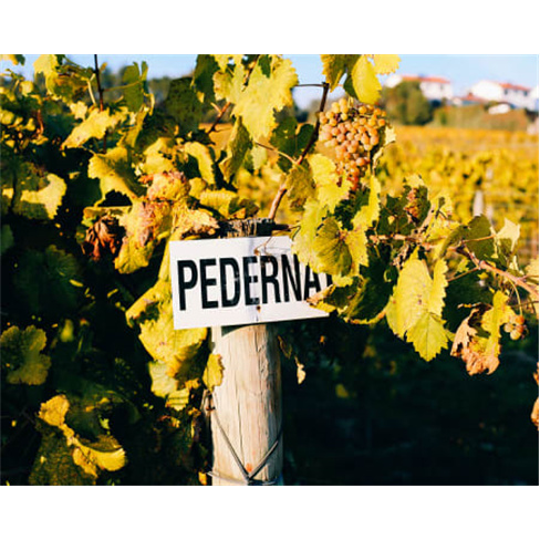 Prova de Vinho + Percurso Pedestre na Casa De Vilacetinho - Marco de Canaveses
