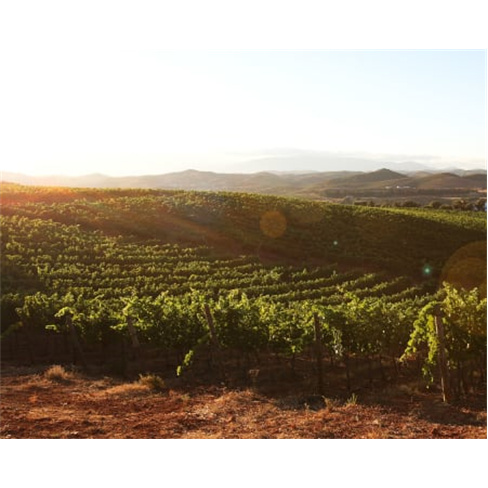 Prova de Vinhos | Adega do Convento do Paraíso - Silves Unexpected Swift Tastin