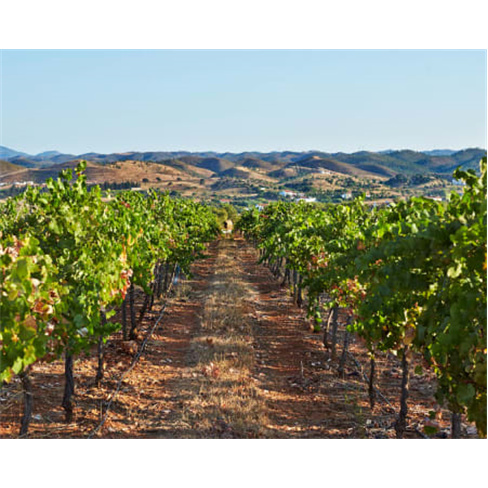 Prova de Vinhos | Adega do Convento do Paraíso - Silves Euphoria Wine Tour