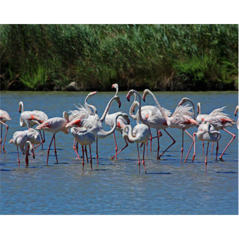 Safari Boat Tour | Feel The River - Cartaxo Safari Boat Tour