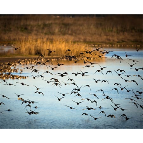 Safari Boat Tour | Feel The River - Cartaxo Safari Boat Tour