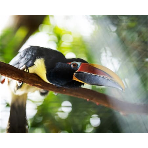 Ilha das Aves: Visita ao Zoo de Aves - Ribeira Brava, Bilhete Adulto (13+)