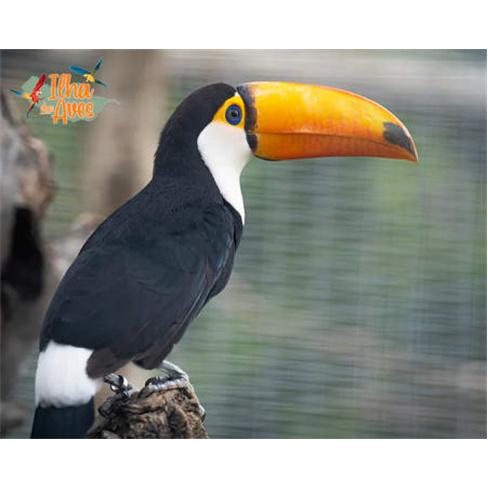 Ilha das Aves: Visita ao Zoo de Aves - Ribeira Brava, Bilhete Adulto (13+)