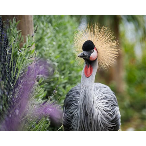 Ilha das Aves: Visita ao Zoo de Aves - Ribeira Brava, Bilhete Adulto (13+)