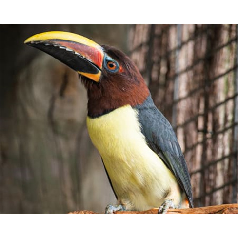 Ilha das Aves: Visita ao Zoo de Aves - Ribeira Brava, Bilhete Adulto (13+)