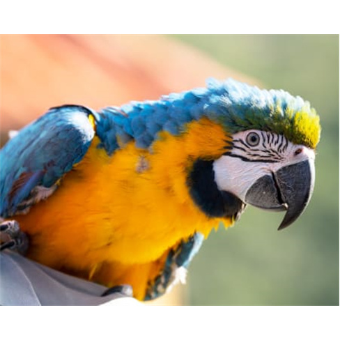 Ilha das Aves: Visita ao Zoo de Aves - Ribeira Brava, Bilhete Adulto (13+)