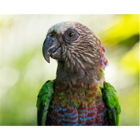 Ilha das Aves: Visita ao Zoo de Aves - Ribeira Brava, Bilhete Adulto (13+)