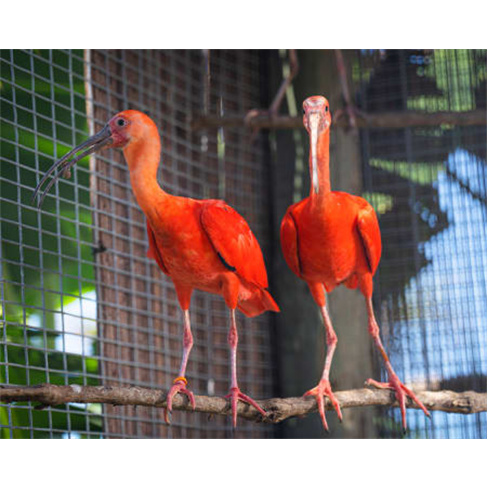 Ilha das Aves: Visita ao Zoo de Aves - Ribeira Brava, Bilhete Adulto (13+)