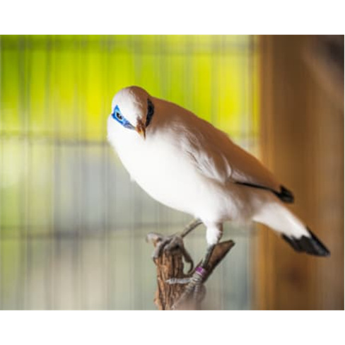 Ilha das Aves: Visita ao Zoo de Aves - Ribeira Brava, Bilhete Adulto (13+)